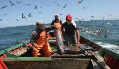 Diputada Hernando solicita subsidio para que pescadores artesanales renueven sus embarcaciones